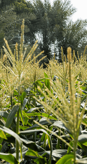 On the Landscape of Flavour: Sourcing Heirlooms from the Orchards of Afghanistan & the Fields of Mexico