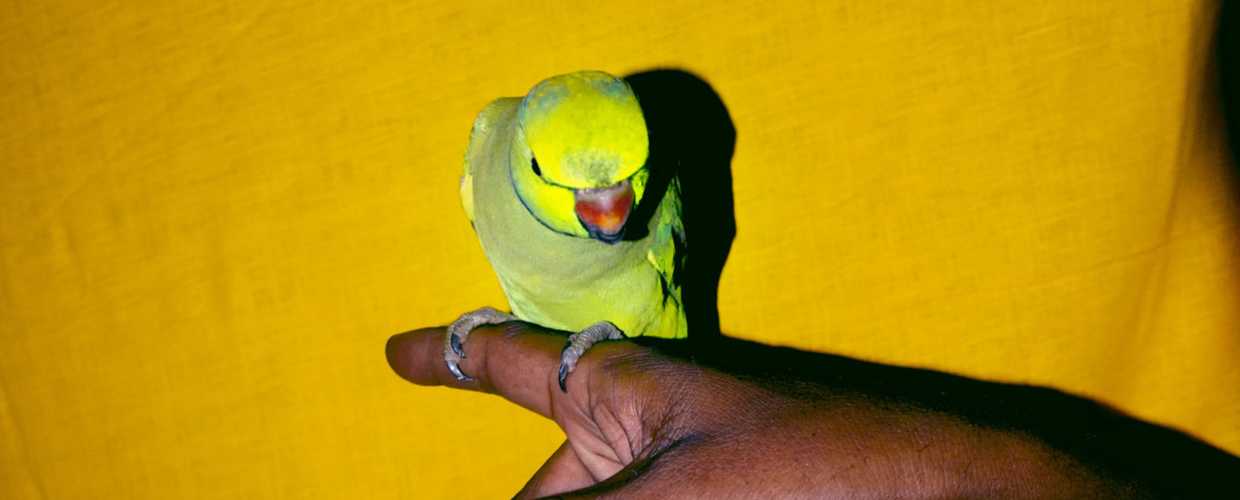 The Lost Head & the Bird