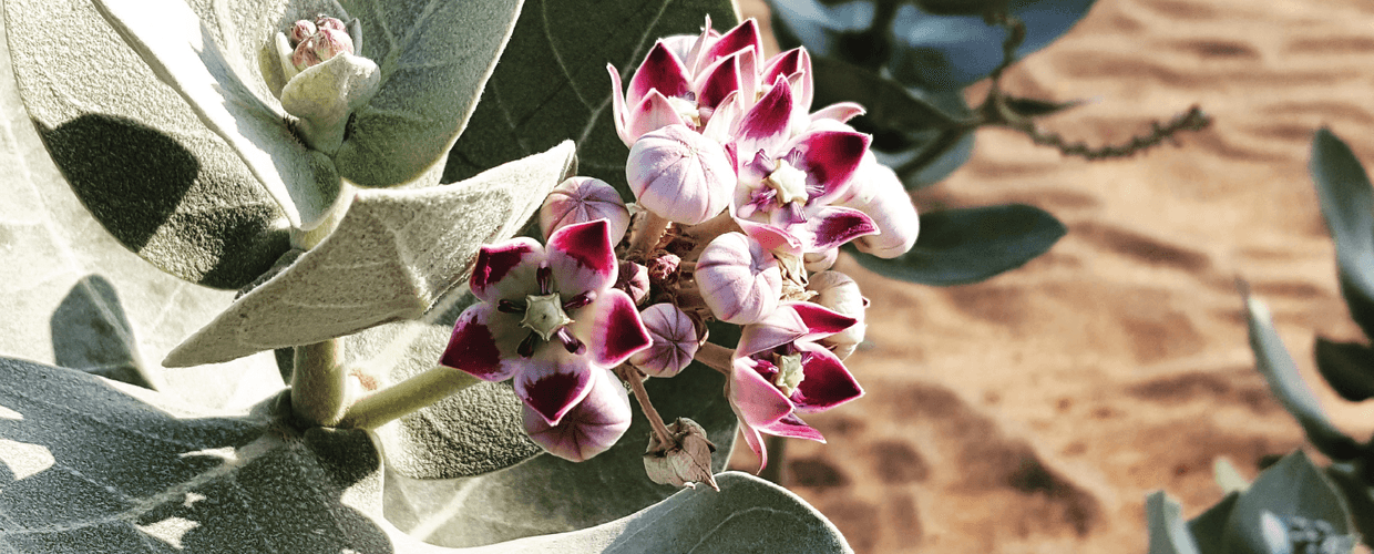 Workshop: How to Look at a Plant