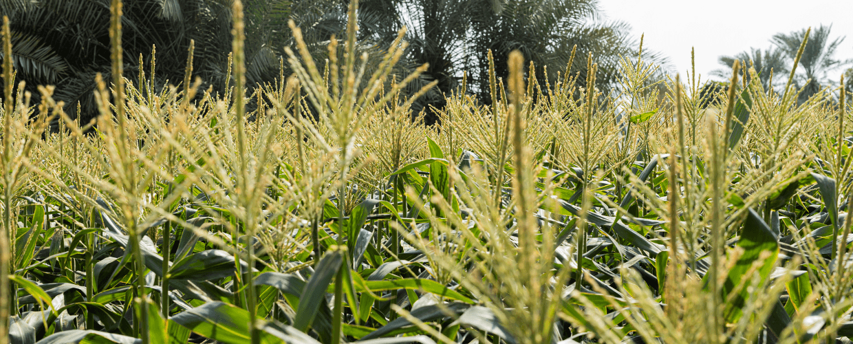 On the Landscape of Flavour: Sourcing Heirlooms from the Orchards of Afghanistan & the Fields of Mexico
