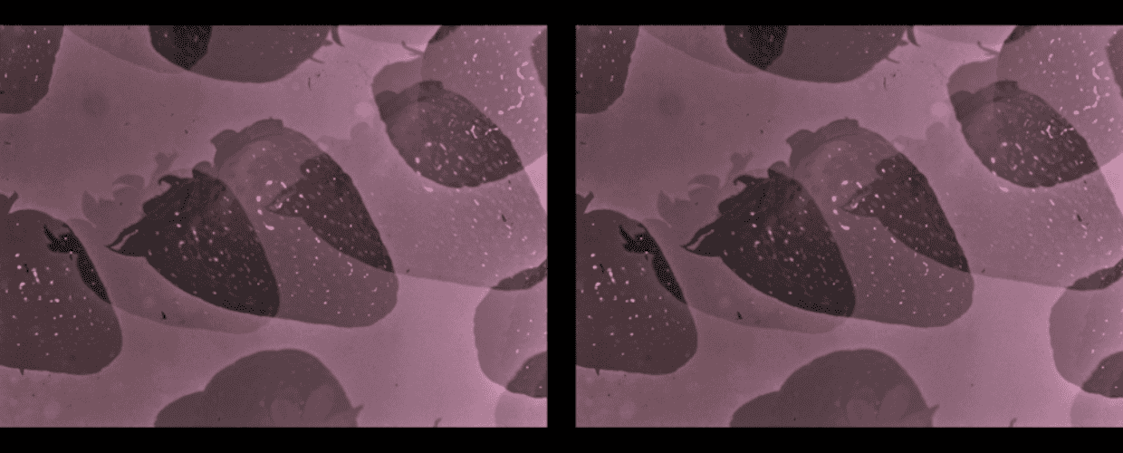 Anthology for Fruits and Vegetables (2019)